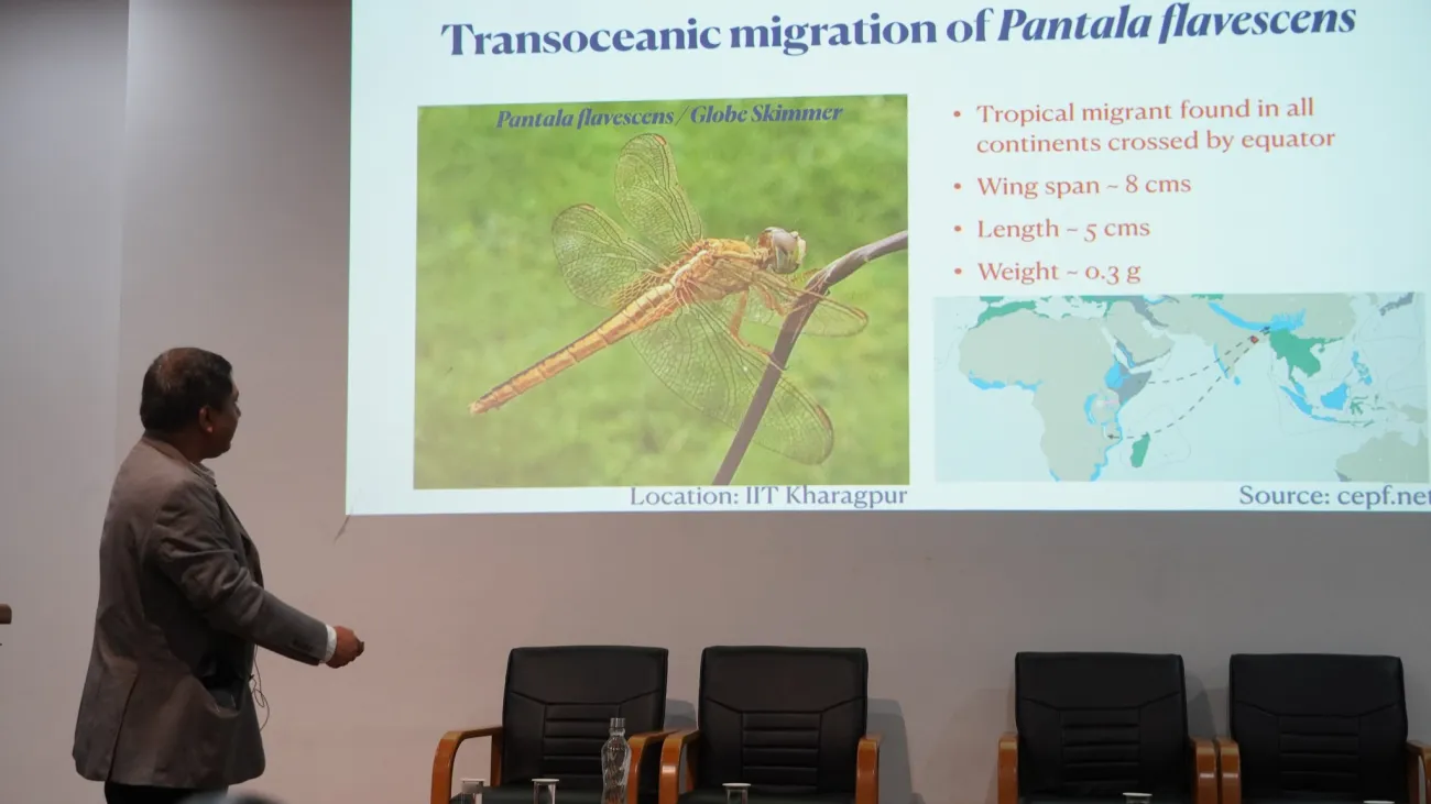 The longest known insect migration